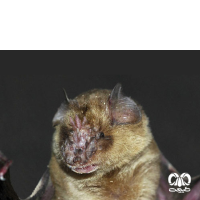گونه خفاش بینی برگه ای ایرانی Persian Trident Bat